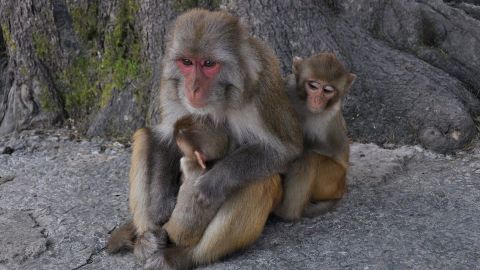 Monos Rhesus