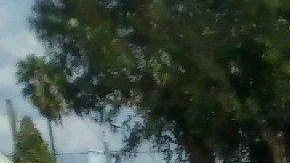 El concurso de las alfombras de aserrin se llevará a cabo el sábado 13 de abril en la esquina del bulevar Pico y la avenida Kenmore en Los Ángeles. (Suministrada)