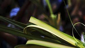 Católicos en Los Ángeles colocarán ramas verdes en la puerta de su casa para celebrar el Domingo de Ramos. (Fotos/EFE)
