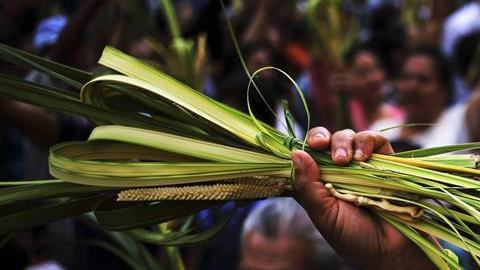 Católicos en Los Ángeles colocarán ramas verdes en la puerta de su casa para celebrar el Domingo de Ramos. (Fotos/EFE)