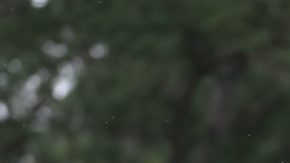 Tiger Woods celebra la consecución del Masters de Augusta 2019.