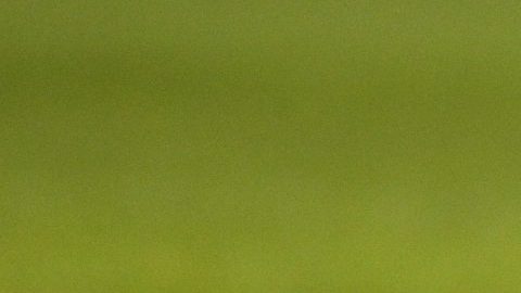 El mexicano Hirving Lozano del PSV Eindhoven se duele de la rodilla en el partido contra el Willem II Tilburg.