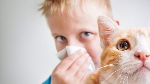 alergia animales