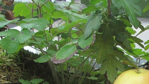 vinagre de manzana