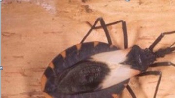 El insecto que transmite la enfermedad generalmente pica la cara de las personas.