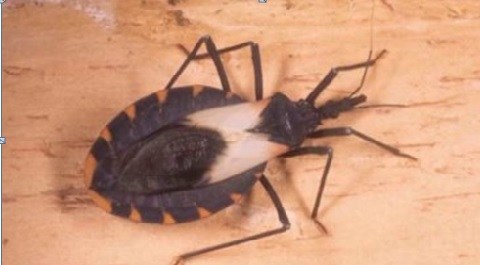 El insecto que transmite la enfermedad generalmente pica la cara de las personas.