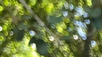 La gata montesa capturada antes del incendio Woolsey Fire, dio a luz a cuatro gatitos.