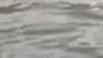 El hombre atacando al pelícano.