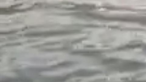 El hombre atacando al pelícano.