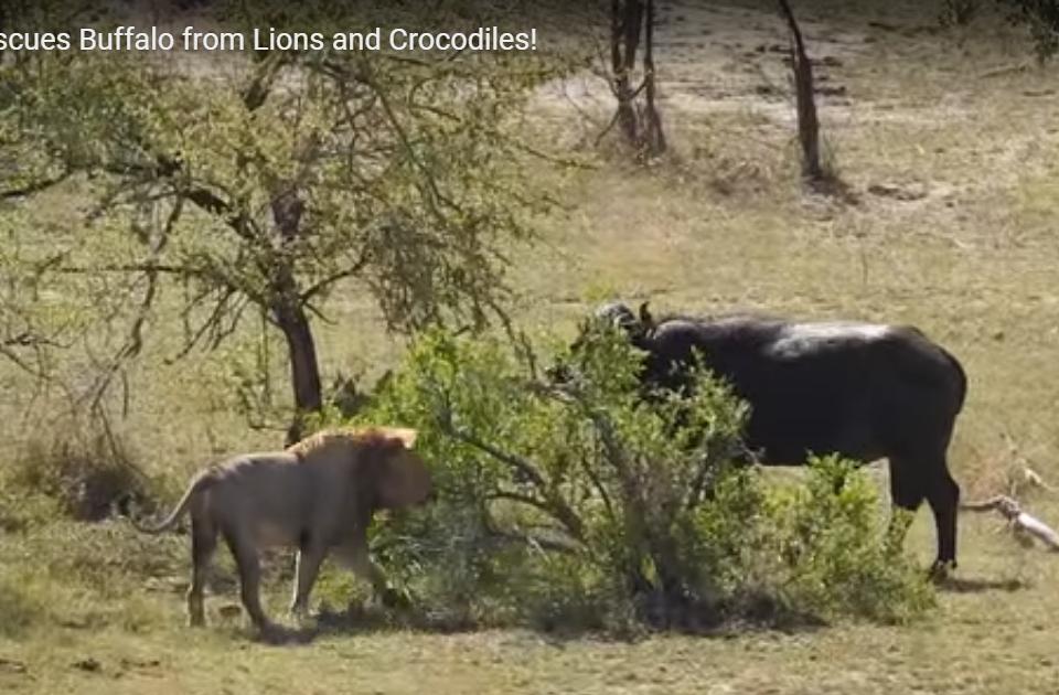 La suerte que corrió este búfalo atrapado entre una manada de leones y un  gran cocodrilo - La Opinión