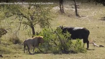 El búfalo tenía las de perder entre los leones y los cocodrilos.