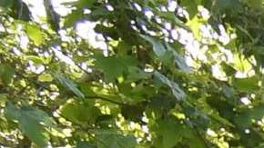 Concejal Mitch O’Farrell (c) con simpatizantes de la medida que ayudará al medio ambiente. (Suministrada)