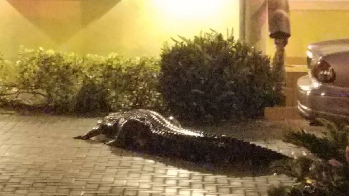 Un cocodrilo a la entrada de una casa en la Pequeña Habana, en Miami.