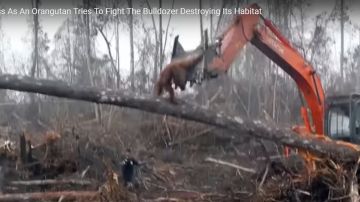 Un orangután trata de impedir que continúen derribando su habitat.