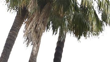 Felicia Carbajal (en el micrófono) dijo que la comunidad latina ha quedado fuera de la recepción de ayuda. / foto: Aurelia Ventura.