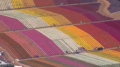 Carlsbad campos de flores