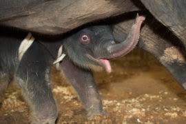 El bebé elefante Joy supera virus mortal. 