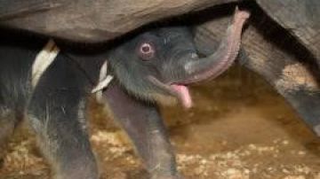 El bebé elefante Joy supera virus mortal.