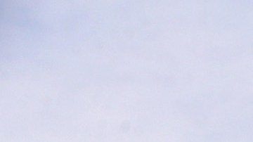 Chicago es la ciudad en donde más aves mueren por culpa de sus altos edificios.