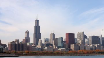 Chicago es la ciudad en donde más aves mueren por culpa de sus altos edificios.