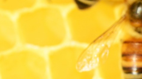 Muchas organizaciones aseguran que las abejas están en peligro de extinción.