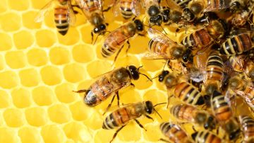 Muchas organizaciones aseguran que las abejas están en peligro de extinción.