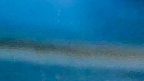 Las tortugas marinas están en peligro de extinción.