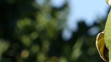 Las latinas junto a las afroamericanas sufren la brecha salarial más grande en California.  (Archivo/La Opinión)