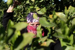 COVID-19: Trabajadores agrícolas en riesgo al no poder pagar los tratamientos