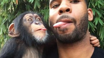 El chimpancé es un fenómeno de Instagram.