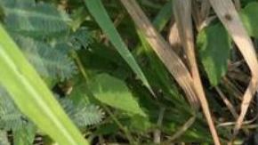 "La Limpia" deja ejecutados y narcomantas en por todo Tabasco