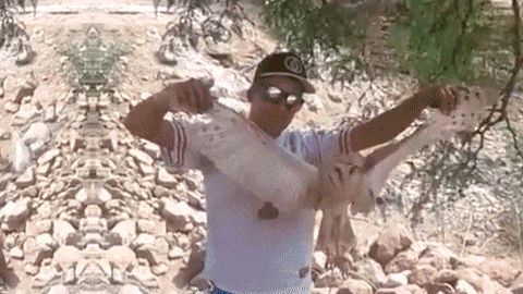 Arrojan al fuero al animal.