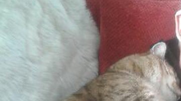 Un gato se acuesta sobre un hombre que no es su dueño.