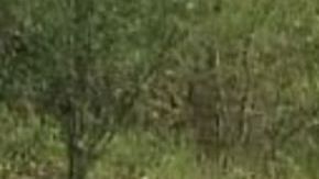 Grupo Sombra deja narcomanta y desmembrado en Veracruz