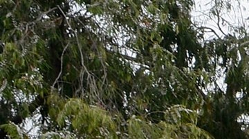 El jefe de la Policía de Los Ángeles, Michael Moore, dijo que el número de tiroteos en los cuales se vio involucrado un oficial es el más bajo en 30 años, siendo los años 1990 cuando se registraron los números más altos.