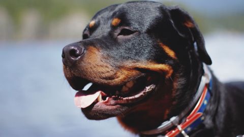 Un Rottweiler mató a una niña en Nevada.