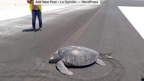 Tortuga verde deja sus huevos en una pista de aterrizaje.