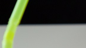 Muchas enfermedades e incluso la muerte puede desencadenar este challenge.