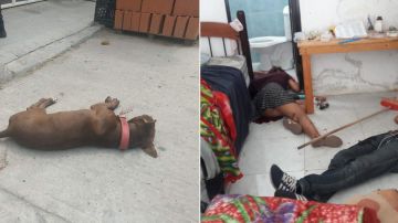 Sicarios matan a pareja y a su perro en Oaxaca, México
