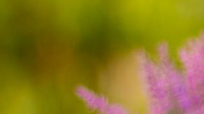 Alsea opera Starbucks en México.