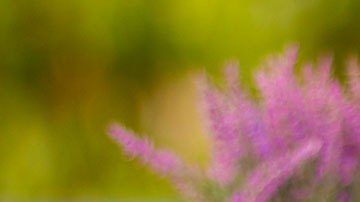 Alsea opera Starbucks en México.