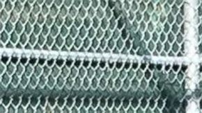 El tigre de 400 libras fue encontrado en un barrio de Houston.