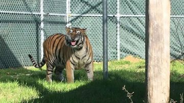 El tigre de 400 libras fue encontrado en un barrio de Houston.