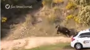 Un toro de lidia escapó y embistió una patrulla en España