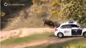 Un toro de lidia escapó y embistió una patrulla en España