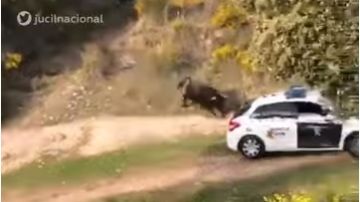 Un toro de lidia escapó y embistió una patrulla en España