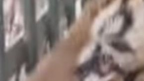 Animales decomisados tras abatimiento de Don Chelo en 2017