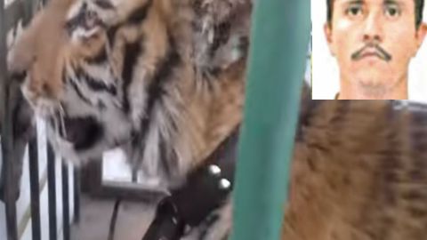 Animales decomisados tras abatimiento de Don Chelo en 2017