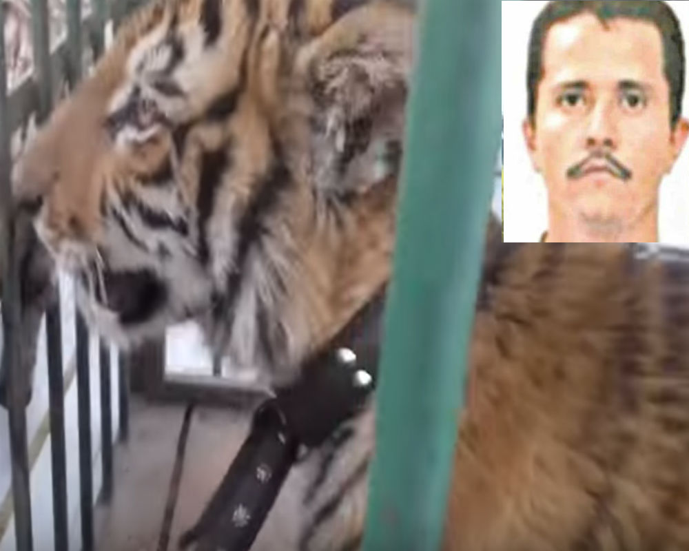 Animales decomisados tras abatimiento de Don Chelo en 2017