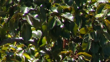 Unas 60 mil personas viven en las calles de Los Ángeles.